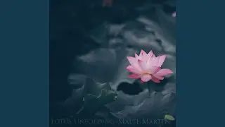 Lotus Unfolding