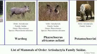 Mammals of Order Artiodactyla Family Suidae scrofa sus pig boar bearded attila warty africanus