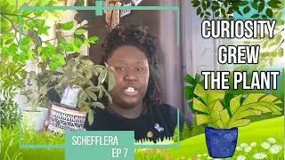 Curiosity Grew The Plant! Schefflera/Umbrella Tree! #7