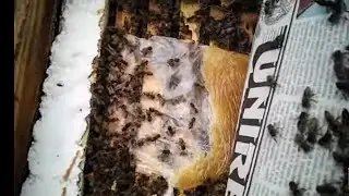 Verific câțiva stupi sa vad dacă au dus mierea din pungi 🤔zic profesorii ca nu duc în perioada rece.