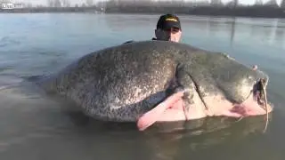 Captur&oacute; Enorme Pez Gato Con Una Simple Ca&ntilde;a De Pescar