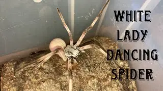 Rehousing This Beautiful Girl / Cerbalus Negebensis