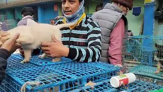 একবার শীতের সকালে আমি বাগবাজার গালিব স্টেডিট হাতে ভিজিট করলাম 