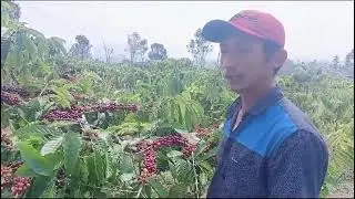 Tanaman Kopi Berbuah Lebat dengan Pupuk Organik Eco Farming Premium