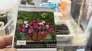 Ампельный Катарантус - Первый Опыт В Экстремальных Условиях