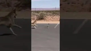 #funnyanimals#animalcomedy#cuteanimals#petfunny#lolanimals#cayote#repost