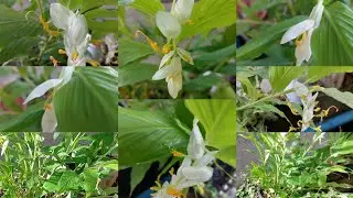 Globba Wingtip White Dragon/Dancing Lady Ginger/Zingiberaceae 👨&zwj;👩&zwj;👧ပန်းထိမ်မနိုင်ပန်း