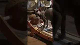 когтеточка, тестируем #животные #shortsvideo #милота #cat #милота #pets #animals #zoo #cute #funny