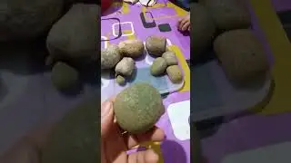 GELIGA TERNAK UNTUK PENYAKIT DBD DAN KANKER PAYUDARA