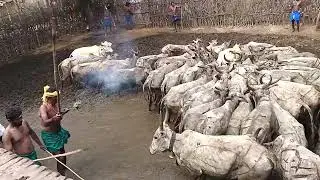 போடிநாயக்கனூர் கரட்டுபட்டி நாயக்கர் கலாச்சார பொங்கல் பண்டிகை திருவிழா.