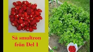 Så smultron frön Del 1
