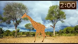 Wild Animal Adventure: 2 Minute Countdown Timer!
