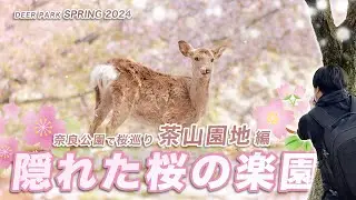 隠れた桜の楽園！？ 奈良公園に秘められた桜の魅力を探しに行ってきました。【奈良公園で桜巡り・後編】