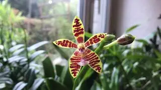 Phalaenopsis mannii x Phalaenopsis corningiana - Prim&auml;rhybride - Alles &uuml;ber Orchideen #52