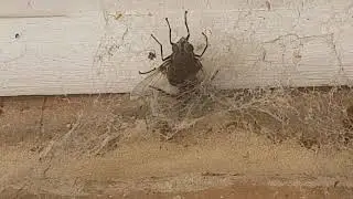 A horror scene for annoying horse fly.