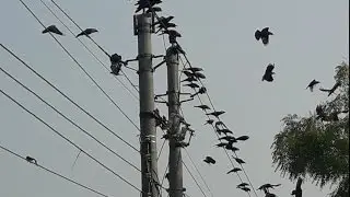 Crows are flying and noising in the SKY