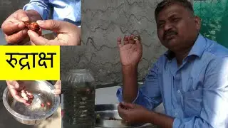 रुद्राक्ष  के ऊपर का छिलका  ऐसे निकलता है