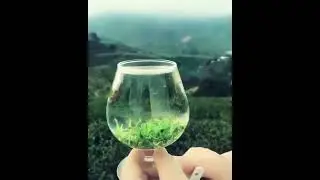 Dried tea leaves rehydrating in water. || #AwesomeScience