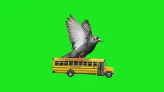 Pigeon Bird Green Screen Effects HD stock video || Chroma key || Crazy Editor