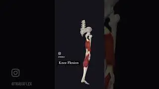 #anatomy #hamstrings #bicepfemoris #actions #learnanatomy #nasmcertified #nasm #personaltrainer