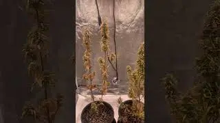 OG Auto Struggled&hellip; But She STILL Finished 🔥🌱 | Grow Tent Update