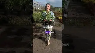 ТОП-3 сорта черной смородины для идеального урожая!