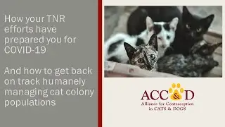 Keep Calm and Carry on: The impact of COVID-19 on TNR and how to get back on track