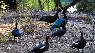 Wild Muscovy Duck: Flock Around the Creek! (Cairina moschata) Pato-do-mato, Araguaia River