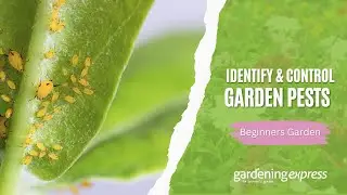 How to Identify & Control Garden Pests