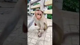 How beautiful is this baby's sitting style. monkey. macaca. macaque. mankey. monyet. primates.kurang