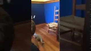 Random videos  Dog versus indominus Rex