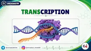 7. Transcription 🧬⚡ | RNA Synthesis, RNA Polymerase & Regulation | High-Yield USMLE Step 1