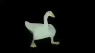 Duck.mp3