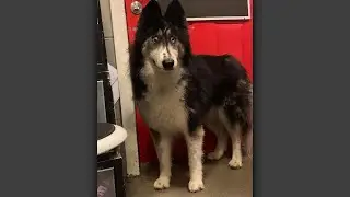 Dog with 'weird' eyes gets adopted after viral photos