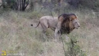 Magnificent black maned male lion saunters through the African bush.