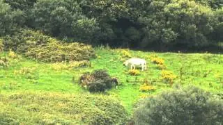A real unicorn sighting!