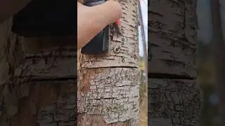 How to find an electric cache in a tree #geocaching #geocache #cleversolutions