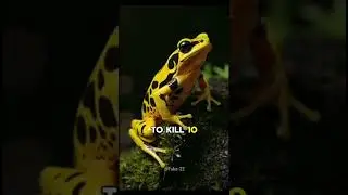 The Golden Dart Frog 🐸