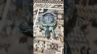 🐢funniest turtles-cute🐢 funny turtle /tortoise videos#short#7 | Aw Animals