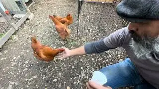 feeding our chickens grubs