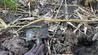 Bottle Digging - 1930&rsquo;s Rumford Baking Soda