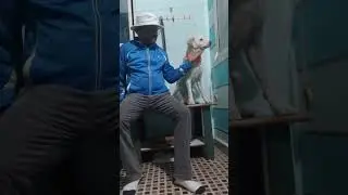 Wisdom Academy #mhow  #director #wisdomacademy #guard #funnyvideos #mhownews #indore  #dogshorts