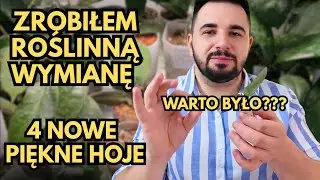 4 NOWE HOJE ZA DARMO 😀 ROŚLINNA WYMIANA 🌿 #hoya #hoja 