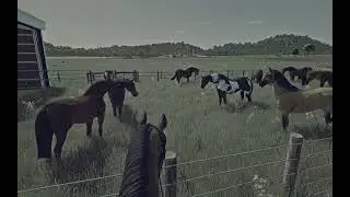 Taking a tour of the ranch to check on all the calves
