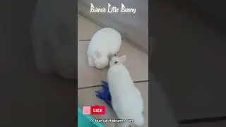 😂 Due Conigli, Un Solo Bastoncino di Fieno&hellip; Come Andr&agrave; a Finire?