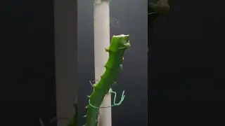 I Filmed Plants #viral #nature #timelapse