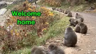 【SNOW  MONKEYS 】 314 ( early morning) jigokudani onsen korakukan  monkey park  地獄谷　温泉　後楽館　野猿公苑　雪猿