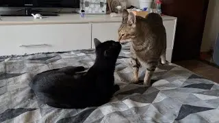 &Eacute; muito amor 🥰 Se inscreva e ative o sininho 🐈🐈&zwj;⬛
