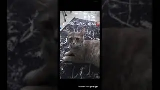 Duman Tezer - Dişiler (Offcial Video)