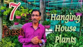 7 BEST Hanging Basket House Plants You Must Grow Now.